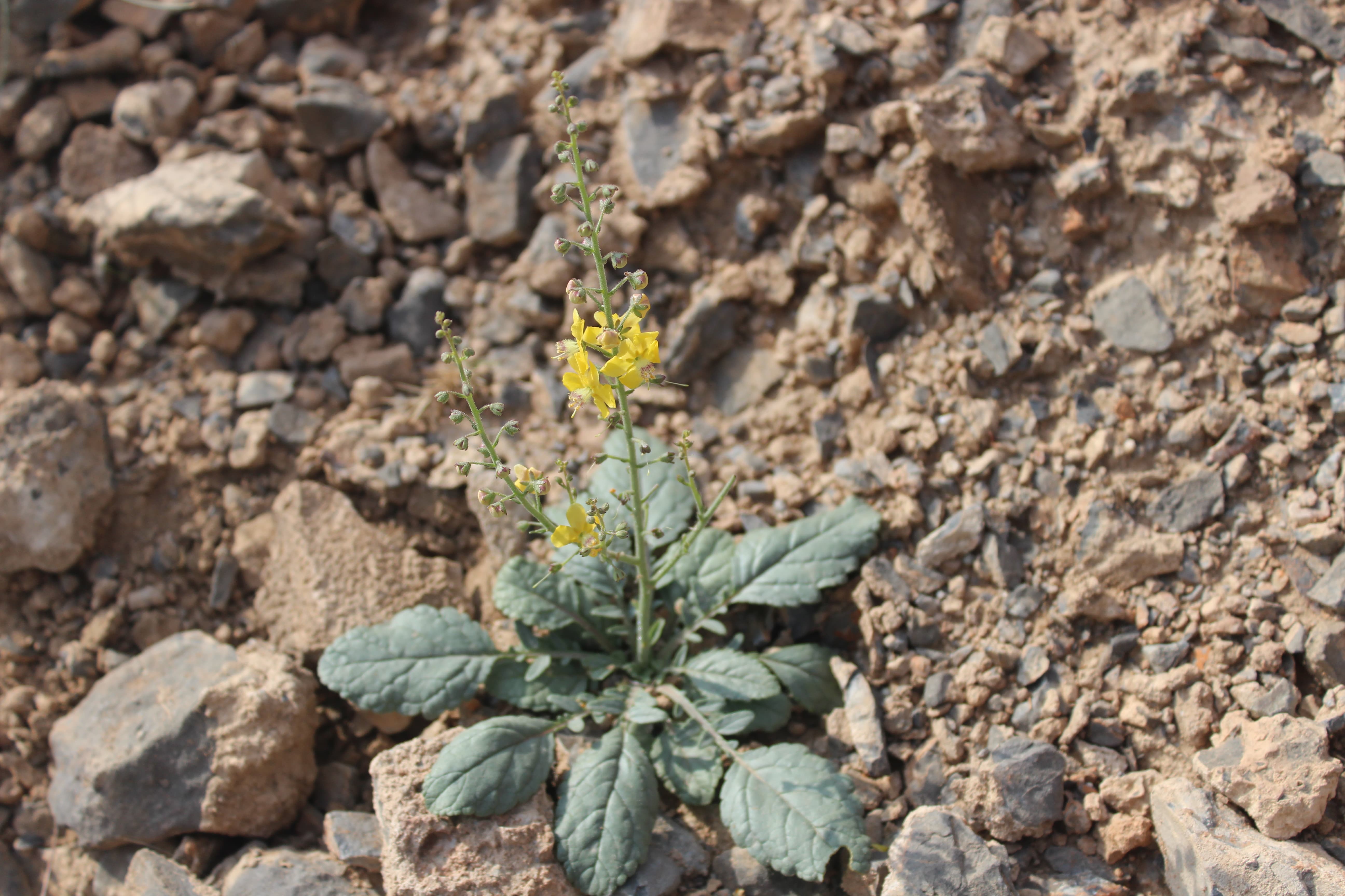 Plant Image